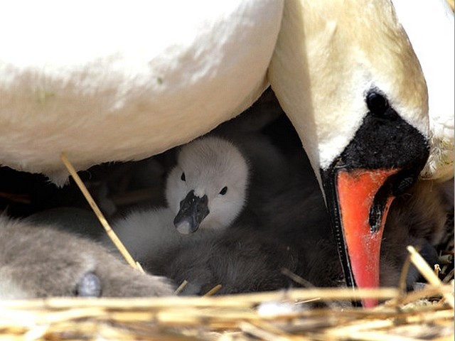 Abbotsbury Swannery a Cygnet beneath its Mother - A new hatched cygnet peep from beneath its mother at the Abbotsbury Swannery in Dorset, England (May 18, 2010). - , Abbotsbury, Swannery, cygnet, cygnets, mother, mothers, animals, animal, bird, birds, hatch, hatches, place, places, breeding-ground, breeding-grounds, sanctuary, sanctuaries, habitat, habitates, Dorset, England - A new hatched cygnet peep from beneath its mother at the Abbotsbury Swannery in Dorset, England (May 18, 2010). Подреждайте безплатни онлайн Abbotsbury Swannery a Cygnet beneath its Mother пъзел игри или изпратете Abbotsbury Swannery a Cygnet beneath its Mother пъзел игра поздравителна картичка  от puzzles-games.eu.. Abbotsbury Swannery a Cygnet beneath its Mother пъзел, пъзели, пъзели игри, puzzles-games.eu, пъзел игри, online пъзел игри, free пъзел игри, free online пъзел игри, Abbotsbury Swannery a Cygnet beneath its Mother free пъзел игра, Abbotsbury Swannery a Cygnet beneath its Mother online пъзел игра, jigsaw puzzles, Abbotsbury Swannery a Cygnet beneath its Mother jigsaw puzzle, jigsaw puzzle games, jigsaw puzzles games, Abbotsbury Swannery a Cygnet beneath its Mother пъзел игра картичка, пъзели игри картички, Abbotsbury Swannery a Cygnet beneath its Mother пъзел игра поздравителна картичка