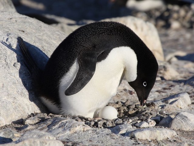 Adelie Penguins with Egg - An Adelie penguin which stays to keep its egg warm and safe from predators, while the other parent heads out to sea to eat. <br />
With an aim to attract the female, the male Adelie penguin endeavours to build the biggest and best nest. Sometimes it is able to steal a rock from their neighbour's nest. - , Adelie, penguins, penguin, egg, eggs, animals, animal, warm, safe, predators, predator, parent, parents, sea, aim, female, male, nest, nests, rock, roks, neighbour, neighbours - An Adelie penguin which stays to keep its egg warm and safe from predators, while the other parent heads out to sea to eat. <br />
With an aim to attract the female, the male Adelie penguin endeavours to build the biggest and best nest. Sometimes it is able to steal a rock from their neighbour's nest. Resuelve rompecabezas en línea gratis Adelie Penguins with Egg juegos puzzle o enviar Adelie Penguins with Egg juego de puzzle tarjetas electrónicas de felicitación  de puzzles-games.eu.. Adelie Penguins with Egg puzzle, puzzles, rompecabezas juegos, puzzles-games.eu, juegos de puzzle, juegos en línea del rompecabezas, juegos gratis puzzle, juegos en línea gratis rompecabezas, Adelie Penguins with Egg juego de puzzle gratuito, Adelie Penguins with Egg juego de rompecabezas en línea, jigsaw puzzles, Adelie Penguins with Egg jigsaw puzzle, jigsaw puzzle games, jigsaw puzzles games, Adelie Penguins with Egg rompecabezas de juego tarjeta electrónica, juegos de puzzles tarjetas electrónicas, Adelie Penguins with Egg puzzle tarjeta electrónica de felicitación