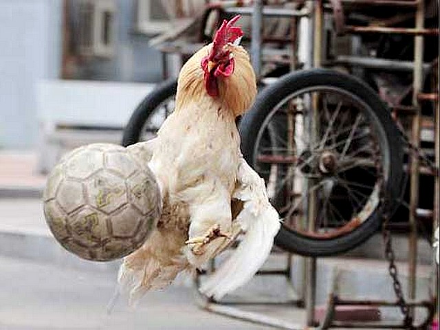 Animals World Cup Rooster Goal-Keeper in Shenyang China - A rooster as a goal-keeper leaps for the ball during the 'Animals World Cup' tournament in Shenyang, China (June 3, 2010). - , Animals, World, Cup, rooster, roosters, goal-keeper, goal-keepers, Shenyang, China, animals, animal, sport, sports, show, shows, match, matches, tournament, tournaments, football, footballs, soccer, soocers, ball, balls - A rooster as a goal-keeper leaps for the ball during the 'Animals World Cup' tournament in Shenyang, China (June 3, 2010). Solve free online Animals World Cup Rooster Goal-Keeper in Shenyang China puzzle games or send Animals World Cup Rooster Goal-Keeper in Shenyang China puzzle game greeting ecards  from puzzles-games.eu.. Animals World Cup Rooster Goal-Keeper in Shenyang China puzzle, puzzles, puzzles games, puzzles-games.eu, puzzle games, online puzzle games, free puzzle games, free online puzzle games, Animals World Cup Rooster Goal-Keeper in Shenyang China free puzzle game, Animals World Cup Rooster Goal-Keeper in Shenyang China online puzzle game, jigsaw puzzles, Animals World Cup Rooster Goal-Keeper in Shenyang China jigsaw puzzle, jigsaw puzzle games, jigsaw puzzles games, Animals World Cup Rooster Goal-Keeper in Shenyang China puzzle game ecard, puzzles games ecards, Animals World Cup Rooster Goal-Keeper in Shenyang China puzzle game greeting ecard