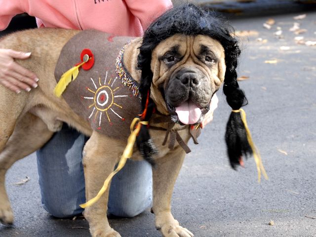 Halloween Bullmastiff with Wig - Bullmastiff in costume for Halloween, funny dressed up with vest and a little shaggy wig. - , Halloween, Bullmastiff, animals, animal, holiday, holidays, feast, feasts, party, parties, festivity, festivities, celebration, celebrations, costumes, costume, funny, vest, vests, shaggy - Bullmastiff in costume for Halloween, funny dressed up with vest and a little shaggy wig. Lösen Sie kostenlose Halloween Bullmastiff with Wig Online Puzzle Spiele oder senden Sie Halloween Bullmastiff with Wig Puzzle Spiel Gruß ecards  from puzzles-games.eu.. Halloween Bullmastiff with Wig puzzle, Rätsel, puzzles, Puzzle Spiele, puzzles-games.eu, puzzle games, Online Puzzle Spiele, kostenlose Puzzle Spiele, kostenlose Online Puzzle Spiele, Halloween Bullmastiff with Wig kostenlose Puzzle Spiel, Halloween Bullmastiff with Wig Online Puzzle Spiel, jigsaw puzzles, Halloween Bullmastiff with Wig jigsaw puzzle, jigsaw puzzle games, jigsaw puzzles games, Halloween Bullmastiff with Wig Puzzle Spiel ecard, Puzzles Spiele ecards, Halloween Bullmastiff with Wig Puzzle Spiel Gruß ecards