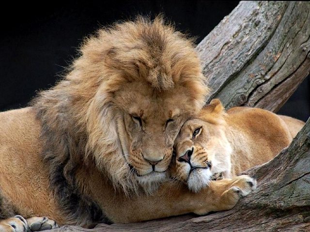 Lions in Love Wallpaper - A romantic wallpaper with lions couple in love, which are resting on a wooden stump. A magnificient lion with a graceful mane tenderly huggs a lioness, in express of his real affection.  <br />
To be tender doesn’t mean to be weak. - , lions, lion, love, wallpaper, wallpapers, animals, animal, romantic, couple, wooden, stump, magnificient, graceful, mane, manes, tenderly, lioness, lionesses, express, real, affection, tender, weak - A romantic wallpaper with lions couple in love, which are resting on a wooden stump. A magnificient lion with a graceful mane tenderly huggs a lioness, in express of his real affection.  <br />
To be tender doesn’t mean to be weak. Lösen Sie kostenlose Lions in Love Wallpaper Online Puzzle Spiele oder senden Sie Lions in Love Wallpaper Puzzle Spiel Gruß ecards  from puzzles-games.eu.. Lions in Love Wallpaper puzzle, Rätsel, puzzles, Puzzle Spiele, puzzles-games.eu, puzzle games, Online Puzzle Spiele, kostenlose Puzzle Spiele, kostenlose Online Puzzle Spiele, Lions in Love Wallpaper kostenlose Puzzle Spiel, Lions in Love Wallpaper Online Puzzle Spiel, jigsaw puzzles, Lions in Love Wallpaper jigsaw puzzle, jigsaw puzzle games, jigsaw puzzles games, Lions in Love Wallpaper Puzzle Spiel ecard, Puzzles Spiele ecards, Lions in Love Wallpaper Puzzle Spiel Gruß ecards