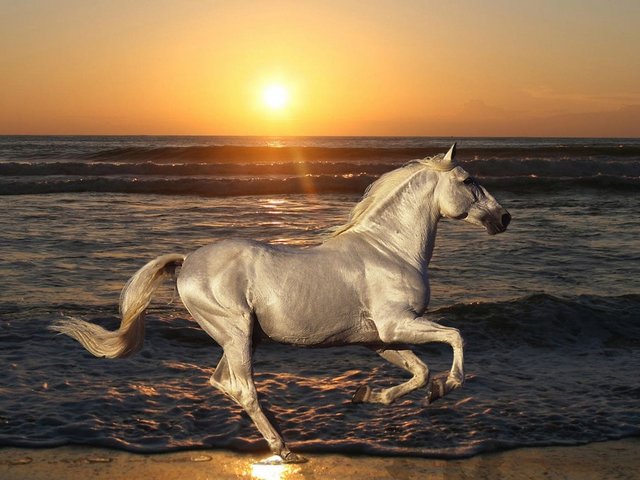 Silver Horse Wallpaper - Wallpaper with a gorgeous Silver horse, that is galloping with pride at the beach, during beautiful sunset. The pigments of the coat of horses with the basic colors as Chestnut, Bay, Brown and Black, may be modified by different  genes as Cream, Champagne, Dun, Pearl and Silver, and as a result to obtain an array of colors ranging from white to black. - , silver, horse, horses, wallpaper, wallpapers, animals, animal, gorgeous, pride, beach, beaches, beautiful, sunset, pigments, pigment, coat, coats, basic, colors, color, Chestnut, Bay, Brown, Black, genes, gene, Cream, Champagne, Dun, Pearl, result, results, array, white - Wallpaper with a gorgeous Silver horse, that is galloping with pride at the beach, during beautiful sunset. The pigments of the coat of horses with the basic colors as Chestnut, Bay, Brown and Black, may be modified by different  genes as Cream, Champagne, Dun, Pearl and Silver, and as a result to obtain an array of colors ranging from white to black. Подреждайте безплатни онлайн Silver Horse Wallpaper пъзел игри или изпратете Silver Horse Wallpaper пъзел игра поздравителна картичка  от puzzles-games.eu.. Silver Horse Wallpaper пъзел, пъзели, пъзели игри, puzzles-games.eu, пъзел игри, online пъзел игри, free пъзел игри, free online пъзел игри, Silver Horse Wallpaper free пъзел игра, Silver Horse Wallpaper online пъзел игра, jigsaw puzzles, Silver Horse Wallpaper jigsaw puzzle, jigsaw puzzle games, jigsaw puzzles games, Silver Horse Wallpaper пъзел игра картичка, пъзели игри картички, Silver Horse Wallpaper пъзел игра поздравителна картичка