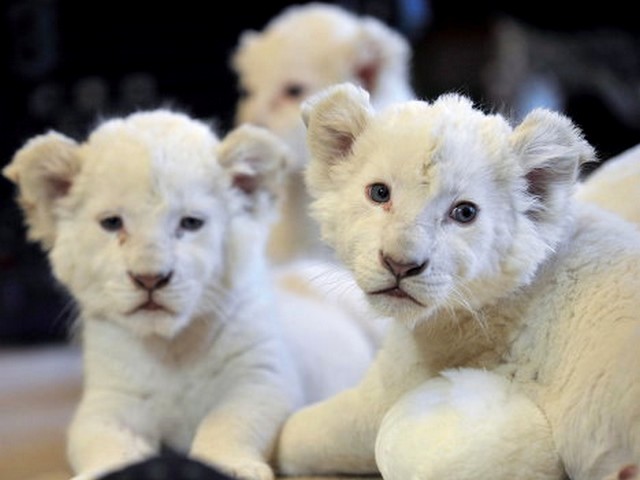 White Lion Cubs - The rare white lion's cubs with ordinary eye color are not albino. The white lion's fur color is caused by the missing gene called 'Chinchilla' (color inhibitor). - , white, lion, cubs, cub, animals, animal, rare, fur, furs, gene, genes, Chinchilla, color, inhibitor - The rare white lion's cubs with ordinary eye color are not albino. The white lion's fur color is caused by the missing gene called 'Chinchilla' (color inhibitor). Решайте бесплатные онлайн White Lion Cubs пазлы игры или отправьте White Lion Cubs пазл игру приветственную открытку  из puzzles-games.eu.. White Lion Cubs пазл, пазлы, пазлы игры, puzzles-games.eu, пазл игры, онлайн пазл игры, игры пазлы бесплатно, бесплатно онлайн пазл игры, White Lion Cubs бесплатно пазл игра, White Lion Cubs онлайн пазл игра , jigsaw puzzles, White Lion Cubs jigsaw puzzle, jigsaw puzzle games, jigsaw puzzles games, White Lion Cubs пазл игра открытка, пазлы игры открытки, White Lion Cubs пазл игра приветственная открытка