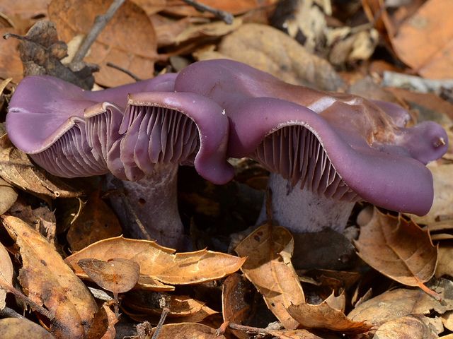 Clitocybe Nuda Wood Blewit - Clitocybe nuda (Lepista nuda), Wood Blewit or Blue Stalk, are delicious edible mushrooms,  which grow abundantly in coniferous and deciduous forests in the lowlands and the mountains, in the autumn (September-December). Their flesh are purple, hard, do not rot and do not suffer from frost. The mushrooms Wood Blewit are particularly suitable for soups, cream sauce or stewed in butter, can be preserved in olive oil or white vinegar after blanching. They have a strong flavour, so they combine well with leeks or onions. The Clitocybe nuda mushrooms must be well heat treated, otherwise they could cause indigestion and allergic reactions in sensitive individuals. - , Clitocybe, Nuda, Wood, Blewit, flowers, flower, food, foods, Lepista, Blue, Stalk, delicious, edible, mushrooms, mushroom, abundantly, coniferous, deciduous, forests, forest, lowlands, lowland, mountains, mountain, autumn, September, December, flesh, purple, hard, frost, particularly, suitable, for, soups, soup, cream, sauce, butter, olive, oil, white, vinegar, strong, flavour, leeks, leek, onions, onion, indigestion, allergic, reactions, reaction, sensitive, individuals, individual - Clitocybe nuda (Lepista nuda), Wood Blewit or Blue Stalk, are delicious edible mushrooms,  which grow abundantly in coniferous and deciduous forests in the lowlands and the mountains, in the autumn (September-December). Their flesh are purple, hard, do not rot and do not suffer from frost. The mushrooms Wood Blewit are particularly suitable for soups, cream sauce or stewed in butter, can be preserved in olive oil or white vinegar after blanching. They have a strong flavour, so they combine well with leeks or onions. The Clitocybe nuda mushrooms must be well heat treated, otherwise they could cause indigestion and allergic reactions in sensitive individuals. Решайте бесплатные онлайн Clitocybe Nuda Wood Blewit пазлы игры или отправьте Clitocybe Nuda Wood Blewit пазл игру приветственную открытку  из puzzles-games.eu.. Clitocybe Nuda Wood Blewit пазл, пазлы, пазлы игры, puzzles-games.eu, пазл игры, онлайн пазл игры, игры пазлы бесплатно, бесплатно онлайн пазл игры, Clitocybe Nuda Wood Blewit бесплатно пазл игра, Clitocybe Nuda Wood Blewit онлайн пазл игра , jigsaw puzzles, Clitocybe Nuda Wood Blewit jigsaw puzzle, jigsaw puzzle games, jigsaw puzzles games, Clitocybe Nuda Wood Blewit пазл игра открытка, пазлы игры открытки, Clitocybe Nuda Wood Blewit пазл игра приветственная открытка