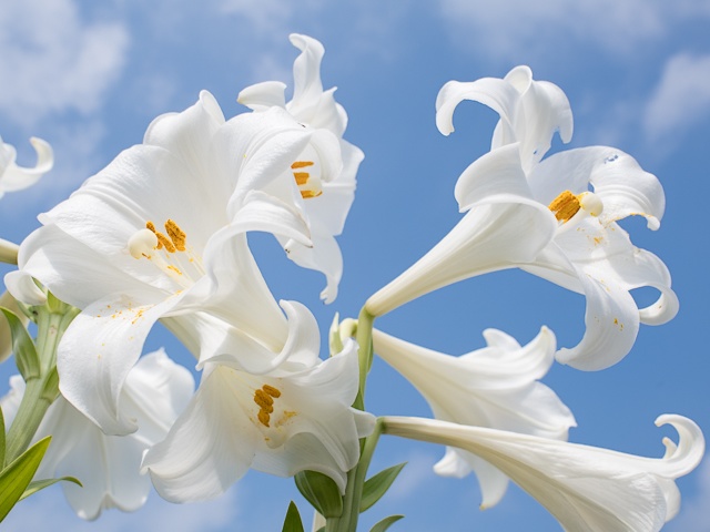 Easter Lilies in Okinawa Park Japan - Closeup of pure white petals of Easter lilies against the blue sky in Okinawa Comprehensive Athletic Park, Hiyagon, Okinawa, Japan. In the park located at the central region of the Okinawa, a Japanese island in the East China Sea, there is a big spot to view of the beautiful Easter lilies. <br />
What makes these flowers very special is their lovely scent. The whole garden is embraced by this pleasant smell and a stroll through the garden is really relaxing. - , Easter, lilies, lily, Okinawa, park, parks, Japan, flowers, flower, places, place, closeup, pure, white, petals, petal, blue, sky, Comprehensive, Athletic, Park, Hiyagon, central, region, regions, Japanese, island, islands, East, China, Sea, spot, spots, beautiful, special, lovely, scent, scents, garden, gardens, pleasant, smell - Closeup of pure white petals of Easter lilies against the blue sky in Okinawa Comprehensive Athletic Park, Hiyagon, Okinawa, Japan. In the park located at the central region of the Okinawa, a Japanese island in the East China Sea, there is a big spot to view of the beautiful Easter lilies. <br />
What makes these flowers very special is their lovely scent. The whole garden is embraced by this pleasant smell and a stroll through the garden is really relaxing. Подреждайте безплатни онлайн Easter Lilies in Okinawa Park Japan пъзел игри или изпратете Easter Lilies in Okinawa Park Japan пъзел игра поздравителна картичка  от puzzles-games.eu.. Easter Lilies in Okinawa Park Japan пъзел, пъзели, пъзели игри, puzzles-games.eu, пъзел игри, online пъзел игри, free пъзел игри, free online пъзел игри, Easter Lilies in Okinawa Park Japan free пъзел игра, Easter Lilies in Okinawa Park Japan online пъзел игра, jigsaw puzzles, Easter Lilies in Okinawa Park Japan jigsaw puzzle, jigsaw puzzle games, jigsaw puzzles games, Easter Lilies in Okinawa Park Japan пъзел игра картичка, пъзели игри картички, Easter Lilies in Okinawa Park Japan пъзел игра поздравителна картичка