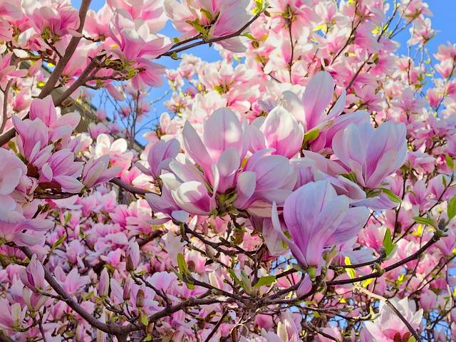Magnolia Tree Flowers - Impressive species of magnolia tree with elegant pink goblet-shaped flowers under a blue sky.<br />
This beauty of spring, known as Saucer Magnolia (Magnolia Soulangeana) or Chinese Magnolia, is a small deciduous tree or large shrub with white, pink, or purple sweet fragrance blossoms, which bring joy and vitality. <br />
The Saucer Magnolia is a cultivated hybrid, first bred in France in 1820, by hybridizing the Magnolia denudata (Yulan magnolia) and the Magnolia liliiflora, both of which originate from China. <br />
The hybrid was cultivated also in other parts of Western Europe, and North America, primarily for botanical purposes as its large and fragrant flowers add beauty and its generous canopy adds shade to gardens. It is easy to grow, with relative tolerance to a range of weather and soil conditions. - , magnolia, tree, trees, flowers, flower, impressive, species, elegant, pink, blue, sky, beauty, spring, Saucer, Soulangeana, Chinese, deciduous, shrub, white, purple, sweet, fragrance, blossoms, joy, vitality, hybrid, France, 1820, denudata, Yulan, liliiflora, China, Western, Europe, North, America, botanical, purposes, fragrant, generous, canopy, shade, gardens, tolerance, weather, soil, conditions - Impressive species of magnolia tree with elegant pink goblet-shaped flowers under a blue sky.<br />
This beauty of spring, known as Saucer Magnolia (Magnolia Soulangeana) or Chinese Magnolia, is a small deciduous tree or large shrub with white, pink, or purple sweet fragrance blossoms, which bring joy and vitality. <br />
The Saucer Magnolia is a cultivated hybrid, first bred in France in 1820, by hybridizing the Magnolia denudata (Yulan magnolia) and the Magnolia liliiflora, both of which originate from China. <br />
The hybrid was cultivated also in other parts of Western Europe, and North America, primarily for botanical purposes as its large and fragrant flowers add beauty and its generous canopy adds shade to gardens. It is easy to grow, with relative tolerance to a range of weather and soil conditions. Solve free online Magnolia Tree Flowers puzzle games or send Magnolia Tree Flowers puzzle game greeting ecards  from puzzles-games.eu.. Magnolia Tree Flowers puzzle, puzzles, puzzles games, puzzles-games.eu, puzzle games, online puzzle games, free puzzle games, free online puzzle games, Magnolia Tree Flowers free puzzle game, Magnolia Tree Flowers online puzzle game, jigsaw puzzles, Magnolia Tree Flowers jigsaw puzzle, jigsaw puzzle games, jigsaw puzzles games, Magnolia Tree Flowers puzzle game ecard, puzzles games ecards, Magnolia Tree Flowers puzzle game greeting ecard