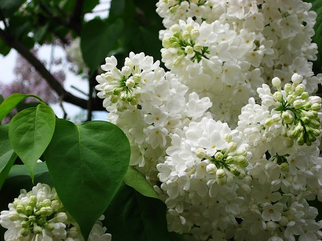 White Lilac in Alexandrovsky Garden Moscow - A closeup view of gorgeous lilac in bloom in Alexandrovsky Garden, Moscow.<br />
The Alexandrovsky Garden is one of the most beautiful places in Moscow. The whole area around the Kremlin and this garden are redesigned and rebuilt with great taste after the defeat of Napoleon.<br />
The garden in front of the Kremlin walls is excellent to take a stroll for people watching and admire the scale and immense size of the Kremlin walls and towers. - , white, lilac, Alexandrovsky, garden, gardens, Moscow, flowers, flower, places, place, closeup, view, gorgeous, beautiful, area, areas, Kremlin, taste, defeat, Napoleon, walls, wall, excellent, stroll, people, scale, immense, size, towers, tower - A closeup view of gorgeous lilac in bloom in Alexandrovsky Garden, Moscow.<br />
The Alexandrovsky Garden is one of the most beautiful places in Moscow. The whole area around the Kremlin and this garden are redesigned and rebuilt with great taste after the defeat of Napoleon.<br />
The garden in front of the Kremlin walls is excellent to take a stroll for people watching and admire the scale and immense size of the Kremlin walls and towers. Solve free online White Lilac in Alexandrovsky Garden Moscow puzzle games or send White Lilac in Alexandrovsky Garden Moscow puzzle game greeting ecards  from puzzles-games.eu.. White Lilac in Alexandrovsky Garden Moscow puzzle, puzzles, puzzles games, puzzles-games.eu, puzzle games, online puzzle games, free puzzle games, free online puzzle games, White Lilac in Alexandrovsky Garden Moscow free puzzle game, White Lilac in Alexandrovsky Garden Moscow online puzzle game, jigsaw puzzles, White Lilac in Alexandrovsky Garden Moscow jigsaw puzzle, jigsaw puzzle games, jigsaw puzzles games, White Lilac in Alexandrovsky Garden Moscow puzzle game ecard, puzzles games ecards, White Lilac in Alexandrovsky Garden Moscow puzzle game greeting ecard