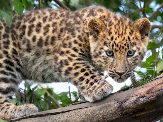 Amur Leopard Cub puzzle game 