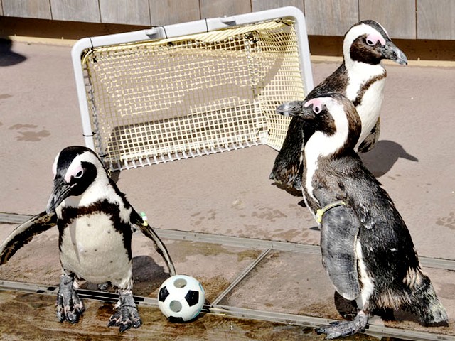 Animals World Cup Cape Penguins at Hakkeijima Sea Paradise Aquarium in Japan - Cape Penguins play with a miniature soccer ball during the 'Animals World Cup' tournament at the Hakkeijima Sea Paradise aquarium in Yokohama, Japan (June, 2010). - , Animals, World, Cup, Cape, penguins, penguin, Hakkeijima, Sea, Paradise, aquarium, aquariums, Japan, animals, animal, sport, sports, show, shows, match, matches, tournament, tournaments, football, footballs, miniature, soccer, soccers, ball, balls, Yokohama - Cape Penguins play with a miniature soccer ball during the 'Animals World Cup' tournament at the Hakkeijima Sea Paradise aquarium in Yokohama, Japan (June, 2010). Lösen Sie kostenlose Animals World Cup Cape Penguins at Hakkeijima Sea Paradise Aquarium in Japan Online Puzzle Spiele oder senden Sie Animals World Cup Cape Penguins at Hakkeijima Sea Paradise Aquarium in Japan Puzzle Spiel Gruß ecards  from puzzles-games.eu.. Animals World Cup Cape Penguins at Hakkeijima Sea Paradise Aquarium in Japan puzzle, Rätsel, puzzles, Puzzle Spiele, puzzles-games.eu, puzzle games, Online Puzzle Spiele, kostenlose Puzzle Spiele, kostenlose Online Puzzle Spiele, Animals World Cup Cape Penguins at Hakkeijima Sea Paradise Aquarium in Japan kostenlose Puzzle Spiel, Animals World Cup Cape Penguins at Hakkeijima Sea Paradise Aquarium in Japan Online Puzzle Spiel, jigsaw puzzles, Animals World Cup Cape Penguins at Hakkeijima Sea Paradise Aquarium in Japan jigsaw puzzle, jigsaw puzzle games, jigsaw puzzles games, Animals World Cup Cape Penguins at Hakkeijima Sea Paradise Aquarium in Japan Puzzle Spiel ecard, Puzzles Spiele ecards, Animals World Cup Cape Penguins at Hakkeijima Sea Paradise Aquarium in Japan Puzzle Spiel Gruß ecards