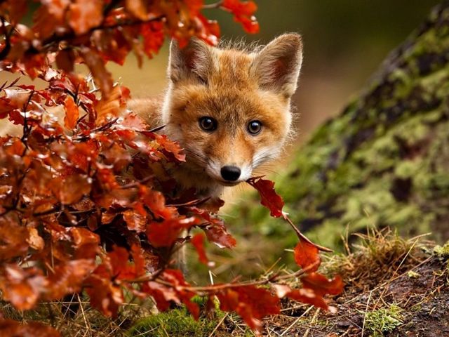 Autumn Magic Red Fox by Robert Adamec - A beautiful and amazingly colorful photo by Robert Adamec of an adorable young red fox, who enjoys the magic of the autumn, a landscape filled with the fascinating beauty of bright colors, crystal clear air and golden rays of the sun.<br />
The photographer Robert Adamec was born in 1964, based in Prerov, Czech Republic, known mostly with pictures in close-up of animals, birds and insects. - , autumn, magic, red, fox, foxes, Robert, Adamec, animals, animal, nature, natures, art, arts, beautiful, amazingly, colorful, photo, photos, adorable, young, landscape, landscapes, fascinating, beauty, bright, colors, color, crystal, clear, air, golden, rays, ray, sun, photographer, photographers, Prerov, Czech, Republic, pictures, picture, closeup, birds, bird, insects, insect - A beautiful and amazingly colorful photo by Robert Adamec of an adorable young red fox, who enjoys the magic of the autumn, a landscape filled with the fascinating beauty of bright colors, crystal clear air and golden rays of the sun.<br />
The photographer Robert Adamec was born in 1964, based in Prerov, Czech Republic, known mostly with pictures in close-up of animals, birds and insects. Resuelve rompecabezas en línea gratis Autumn Magic Red Fox by Robert Adamec juegos puzzle o enviar Autumn Magic Red Fox by Robert Adamec juego de puzzle tarjetas electrónicas de felicitación  de puzzles-games.eu.. Autumn Magic Red Fox by Robert Adamec puzzle, puzzles, rompecabezas juegos, puzzles-games.eu, juegos de puzzle, juegos en línea del rompecabezas, juegos gratis puzzle, juegos en línea gratis rompecabezas, Autumn Magic Red Fox by Robert Adamec juego de puzzle gratuito, Autumn Magic Red Fox by Robert Adamec juego de rompecabezas en línea, jigsaw puzzles, Autumn Magic Red Fox by Robert Adamec jigsaw puzzle, jigsaw puzzle games, jigsaw puzzles games, Autumn Magic Red Fox by Robert Adamec rompecabezas de juego tarjeta electrónica, juegos de puzzles tarjetas electrónicas, Autumn Magic Red Fox by Robert Adamec puzzle tarjeta electrónica de felicitación