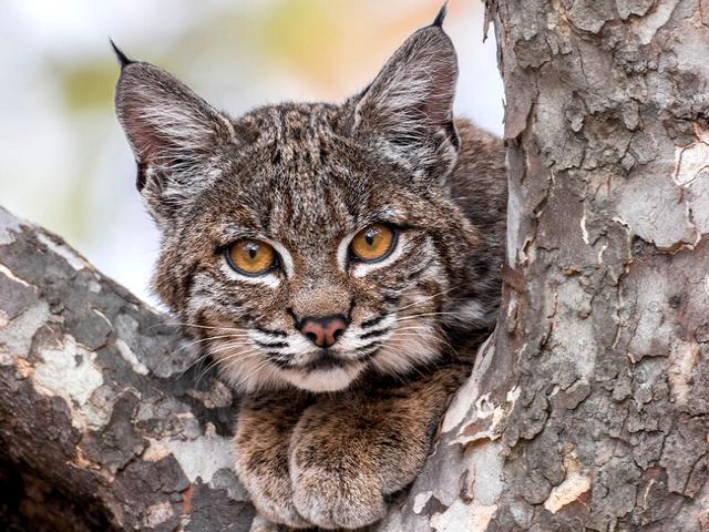 Bobcat on Tree Puzzle Spiel 