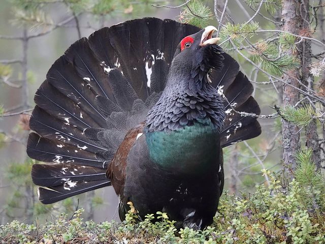 Capercaillie in Scottish Highland Wallpaper Puzzle Spiel 