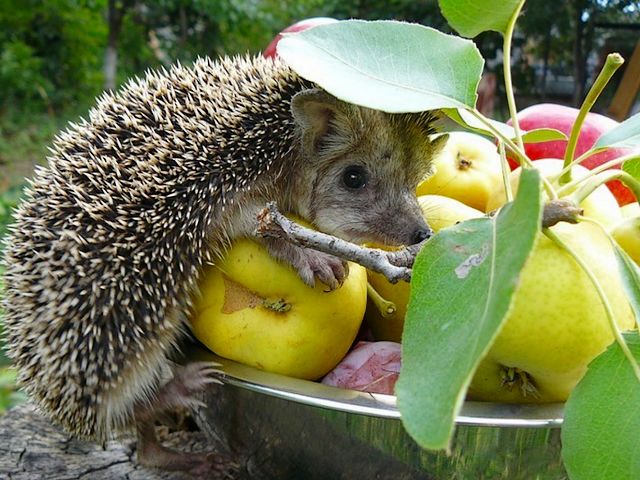 Cute Hedgehog juego de puzzle 