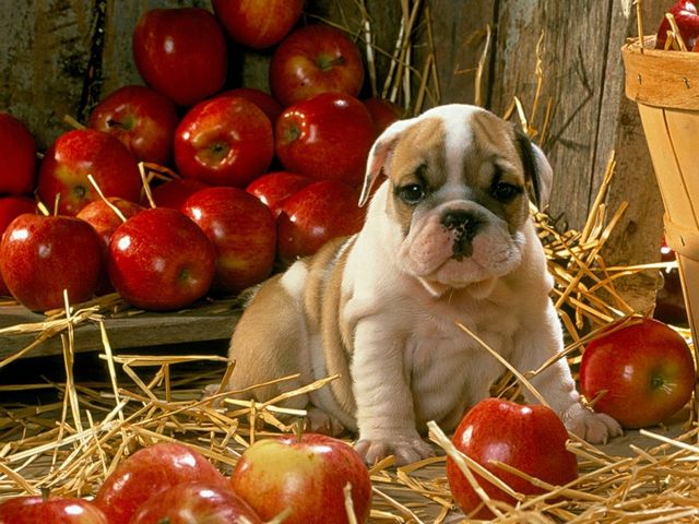 Cute Puppy among Apples Puzzle Spiel 