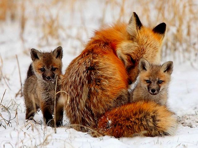 Ezo Red Fox in Winter puzzle game 