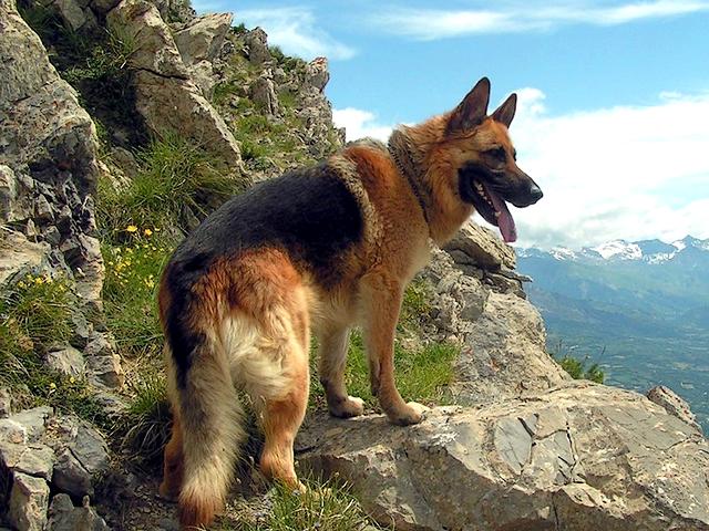 German Shepherd Dog Wallpaper juego de puzzle 