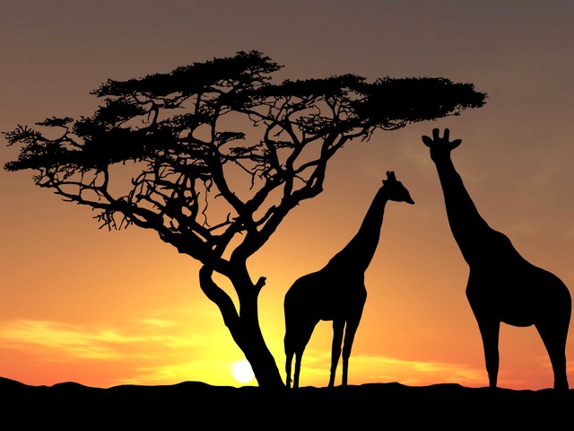 Giraffes Shadows at Sunset in Savanna Africa Wallpaper - Wallpaper with beautiful shadows of giraffes under an acacia at sunset in the Savanna of Africa, the hottest continent on the earth. - , giraffes, giraffe, shadows, shadow, sunset, sunsets, savanna, savannas, savannah, savannahs, Africa, wallpaper, wallpapers, animals, animal, cartoons, cartoon, places, place, nature, natures, travel, travels, tour, tours, trip, trips, beautiful, acacia, acacias, hottest, continent, continents, earth, earths - Wallpaper with beautiful shadows of giraffes under an acacia at sunset in the Savanna of Africa, the hottest continent on the earth. Resuelve rompecabezas en línea gratis Giraffes Shadows at Sunset in Savanna Africa Wallpaper juegos puzzle o enviar Giraffes Shadows at Sunset in Savanna Africa Wallpaper juego de puzzle tarjetas electrónicas de felicitación  de puzzles-games.eu.. Giraffes Shadows at Sunset in Savanna Africa Wallpaper puzzle, puzzles, rompecabezas juegos, puzzles-games.eu, juegos de puzzle, juegos en línea del rompecabezas, juegos gratis puzzle, juegos en línea gratis rompecabezas, Giraffes Shadows at Sunset in Savanna Africa Wallpaper juego de puzzle gratuito, Giraffes Shadows at Sunset in Savanna Africa Wallpaper juego de rompecabezas en línea, jigsaw puzzles, Giraffes Shadows at Sunset in Savanna Africa Wallpaper jigsaw puzzle, jigsaw puzzle games, jigsaw puzzles games, Giraffes Shadows at Sunset in Savanna Africa Wallpaper rompecabezas de juego tarjeta electrónica, juegos de puzzles tarjetas electrónicas, Giraffes Shadows at Sunset in Savanna Africa Wallpaper puzzle tarjeta electrónica de felicitación