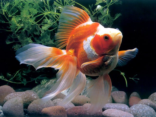 Goldfish - A gorgeous species of Goldfish (Carassius auratus) with a exquisite fantail, which resembles a wedding veil. The goldfish is a freshwater fish in the family Cyprinidae, a small reddish-golden Eurasian carp, domesticated in China more than a thousand years ago. The breeds of goldfish vary greatly in size, body shape, configuration of  the fin and coloration, with various combinations of white, yellow, orange, red, brown, and black. The goldfish is bred as a pet in ornamental ponds and aquariums. - , goldfish, wallpaper, wallpapers, animals, animal, gorgeous, species, Carassius, auratus, exquisite, fantail, wedding, veil, veils, freshwater, fish, fishes, family, families, Cyprinidae, reddish, golden, Eurasian, carp, carps, China, years, year, breeds, breed, size, sizes, body, bodies, shape, shapes, configuration, configurations, fin, fins, coloration, combinations, white, yellow, orange, red, brown, black, pet, pets, ornamental, ponds, pond, aquariums, aquarium - A gorgeous species of Goldfish (Carassius auratus) with a exquisite fantail, which resembles a wedding veil. The goldfish is a freshwater fish in the family Cyprinidae, a small reddish-golden Eurasian carp, domesticated in China more than a thousand years ago. The breeds of goldfish vary greatly in size, body shape, configuration of  the fin and coloration, with various combinations of white, yellow, orange, red, brown, and black. The goldfish is bred as a pet in ornamental ponds and aquariums. Resuelve rompecabezas en línea gratis Goldfish juegos puzzle o enviar Goldfish juego de puzzle tarjetas electrónicas de felicitación  de puzzles-games.eu.. Goldfish puzzle, puzzles, rompecabezas juegos, puzzles-games.eu, juegos de puzzle, juegos en línea del rompecabezas, juegos gratis puzzle, juegos en línea gratis rompecabezas, Goldfish juego de puzzle gratuito, Goldfish juego de rompecabezas en línea, jigsaw puzzles, Goldfish jigsaw puzzle, jigsaw puzzle games, jigsaw puzzles games, Goldfish rompecabezas de juego tarjeta electrónica, juegos de puzzles tarjetas electrónicas, Goldfish puzzle tarjeta electrónica de felicitación