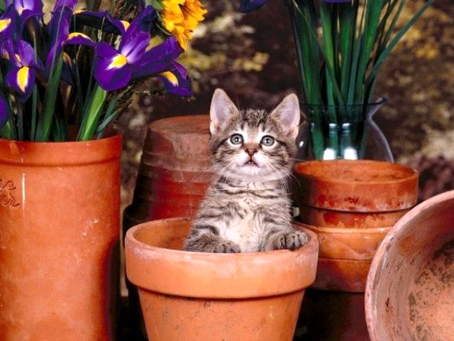 Kitten in a Flowerpot - A kitten in a flowerpot at the market-place. - , kitten, flowerpot - A kitten in a flowerpot at the market-place. Подреждайте безплатни онлайн Kitten in a Flowerpot пъзел игри или изпратете Kitten in a Flowerpot пъзел игра поздравителна картичка  от puzzles-games.eu.. Kitten in a Flowerpot пъзел, пъзели, пъзели игри, puzzles-games.eu, пъзел игри, online пъзел игри, free пъзел игри, free online пъзел игри, Kitten in a Flowerpot free пъзел игра, Kitten in a Flowerpot online пъзел игра, jigsaw puzzles, Kitten in a Flowerpot jigsaw puzzle, jigsaw puzzle games, jigsaw puzzles games, Kitten in a Flowerpot пъзел игра картичка, пъзели игри картички, Kitten in a Flowerpot пъзел игра поздравителна картичка
