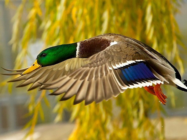 Mallard Duck in Flight Wallpaper - Wallpaper with a beautiful male (drake) Mallard duck with a glossy green head, early morning in flight. The Mallard or Wild Duck (Anas platyrhynchos, subfamily Anatinae) are waterfowl birds, widespread throughout the temperate and subtropical wetlands of America, Europe, Asia, North Africa, New Zealand and Australia. This species is the ancestor of most breeds of domestic ducks. - , Mallard, duck, ducks, flight, flights, wallpaper, wallpapers, animals, animal, birds, bird, beautiful, male, drake, glossy, green, head, heads, early, morning, wild, Anas, platyrhynchos, subfamily, Anatinae, waterfowl, temperate, subtropical, wetlands, wetland, America, Europe, Asia, North, Africa, New, Zealand, Australia, species, ancestor, ancestors, breeds, breed, domestic - Wallpaper with a beautiful male (drake) Mallard duck with a glossy green head, early morning in flight. The Mallard or Wild Duck (Anas platyrhynchos, subfamily Anatinae) are waterfowl birds, widespread throughout the temperate and subtropical wetlands of America, Europe, Asia, North Africa, New Zealand and Australia. This species is the ancestor of most breeds of domestic ducks. Решайте бесплатные онлайн Mallard Duck in Flight Wallpaper пазлы игры или отправьте Mallard Duck in Flight Wallpaper пазл игру приветственную открытку  из puzzles-games.eu.. Mallard Duck in Flight Wallpaper пазл, пазлы, пазлы игры, puzzles-games.eu, пазл игры, онлайн пазл игры, игры пазлы бесплатно, бесплатно онлайн пазл игры, Mallard Duck in Flight Wallpaper бесплатно пазл игра, Mallard Duck in Flight Wallpaper онлайн пазл игра , jigsaw puzzles, Mallard Duck in Flight Wallpaper jigsaw puzzle, jigsaw puzzle games, jigsaw puzzles games, Mallard Duck in Flight Wallpaper пазл игра открытка, пазлы игры открытки, Mallard Duck in Flight Wallpaper пазл игра приветственная открытка