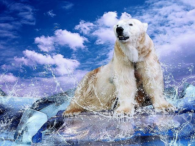 Poster with Polar Bear by Andrii Iurlov Puzzle Spiel 