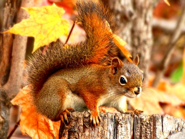 Red Squirrel in Autumn Wood Wallpaper Puzzle Spiel 