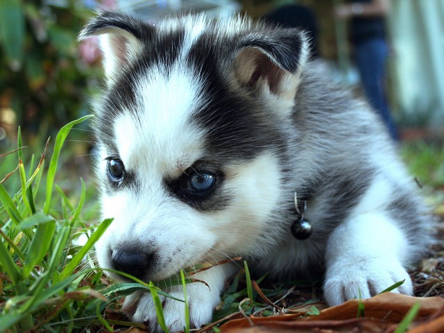 Siberian Husky Puppy - Cute siberian husky puppy with white and black fur and blue eyes.<br />
In almost all newborn husky puppies, the eyes are always blue. It is a dominant trait in the breed. Between 5 and 8 weeks of age, the color of eyes starts changing. Brown is the most common eye color, but many Siberian Huskies have striking blue eyes.<br />
They can also have one blue eye and one that is brown, or blue and brown coloring in both eyes. The color of their eyes is controlled by a rare gene that few dog breeds have. - , Siberian, Husky, Huskies, puppy, puppies, animals, animal, cute, white, black, fur, eyes, eye, newborn, dominant, trait, breed, breeds, weeks, week, age, color, brown, common, striking, coloring, rare, gene - Cute siberian husky puppy with white and black fur and blue eyes.<br />
In almost all newborn husky puppies, the eyes are always blue. It is a dominant trait in the breed. Between 5 and 8 weeks of age, the color of eyes starts changing. Brown is the most common eye color, but many Siberian Huskies have striking blue eyes.<br />
They can also have one blue eye and one that is brown, or blue and brown coloring in both eyes. The color of their eyes is controlled by a rare gene that few dog breeds have. Lösen Sie kostenlose Siberian Husky Puppy Online Puzzle Spiele oder senden Sie Siberian Husky Puppy Puzzle Spiel Gruß ecards  from puzzles-games.eu.. Siberian Husky Puppy puzzle, Rätsel, puzzles, Puzzle Spiele, puzzles-games.eu, puzzle games, Online Puzzle Spiele, kostenlose Puzzle Spiele, kostenlose Online Puzzle Spiele, Siberian Husky Puppy kostenlose Puzzle Spiel, Siberian Husky Puppy Online Puzzle Spiel, jigsaw puzzles, Siberian Husky Puppy jigsaw puzzle, jigsaw puzzle games, jigsaw puzzles games, Siberian Husky Puppy Puzzle Spiel ecard, Puzzles Spiele ecards, Siberian Husky Puppy Puzzle Spiel Gruß ecards