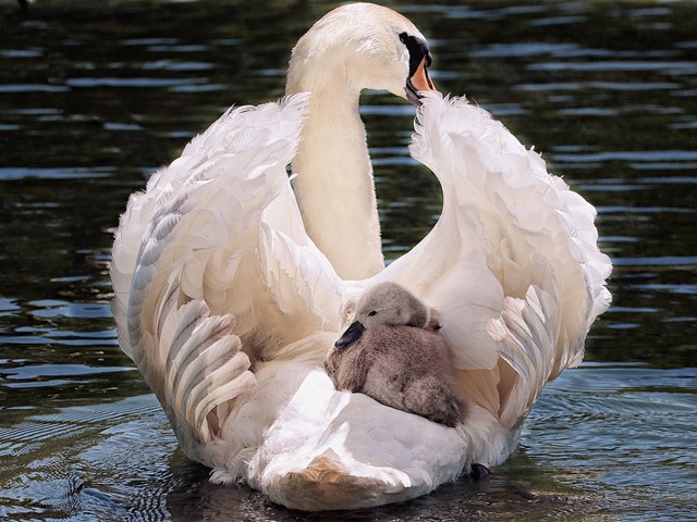 Swan and Cygnet Wallpaper Puzzle Spiel 