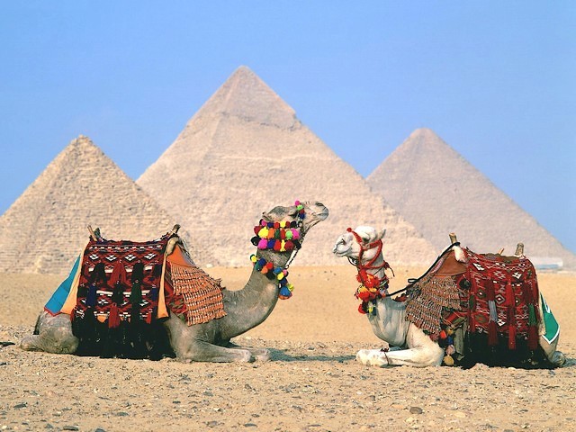 Camels beside the Great Pyramids of Giza Cairo Egypt Wallpaper - A beautiful wallpaper which depicts camels beside the Great Pyramids (the pyramids of Cheops, Khafre and Menkaures), in the complex of ancient monuments on Giza plateau, at the outskirts of Cairo, Egypt, an unbreakable relationship existed for centuries. - , camels, camel, great, pyramids, pyramid, Giza, Cairo, Egypt, wallpaper, wallpapers, places, place, animals, animal, cartoon, cartoons, travel, travels, tour, tours, trip, trips, Cheops, Khafre, Menkaures, complex, complexes, ancient, monuments, monument, plateau, plateaus, outskirts, outskirt, unbreakable, relationship, relationships, centuries, century - A beautiful wallpaper which depicts camels beside the Great Pyramids (the pyramids of Cheops, Khafre and Menkaures), in the complex of ancient monuments on Giza plateau, at the outskirts of Cairo, Egypt, an unbreakable relationship existed for centuries. Решайте бесплатные онлайн Camels beside the Great Pyramids of Giza Cairo Egypt Wallpaper пазлы игры или отправьте Camels beside the Great Pyramids of Giza Cairo Egypt Wallpaper пазл игру приветственную открытку  из puzzles-games.eu.. Camels beside the Great Pyramids of Giza Cairo Egypt Wallpaper пазл, пазлы, пазлы игры, puzzles-games.eu, пазл игры, онлайн пазл игры, игры пазлы бесплатно, бесплатно онлайн пазл игры, Camels beside the Great Pyramids of Giza Cairo Egypt Wallpaper бесплатно пазл игра, Camels beside the Great Pyramids of Giza Cairo Egypt Wallpaper онлайн пазл игра , jigsaw puzzles, Camels beside the Great Pyramids of Giza Cairo Egypt Wallpaper jigsaw puzzle, jigsaw puzzle games, jigsaw puzzles games, Camels beside the Great Pyramids of Giza Cairo Egypt Wallpaper пазл игра открытка, пазлы игры открытки, Camels beside the Great Pyramids of Giza Cairo Egypt Wallpaper пазл игра приветственная открытка