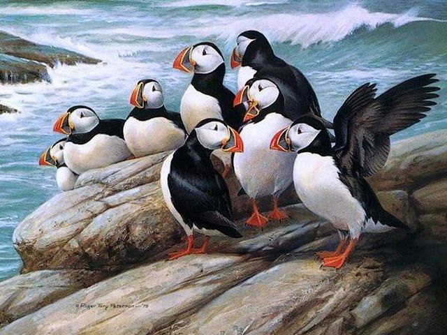 Puffins by Roger Tory Peterson Puzzle Spiel 
