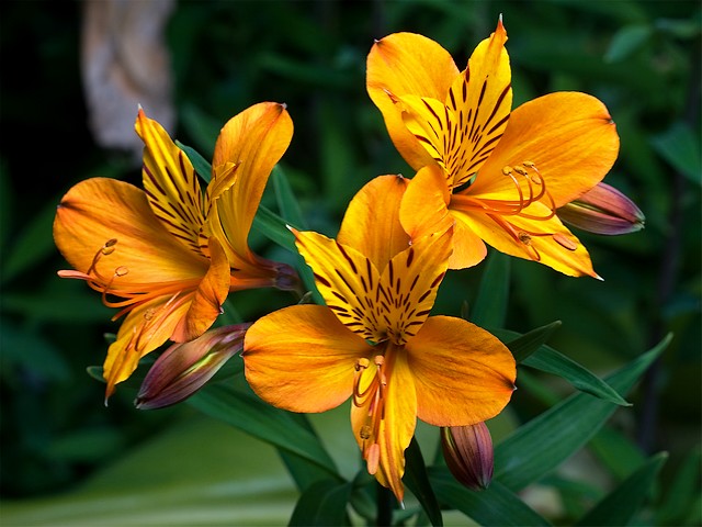 Alstroemeria Peruvian Lilies puzzle game 