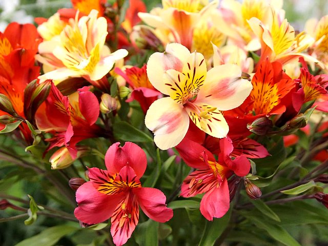 Alstroemeria Peruvian Lily Bouquet juego de puzzle 