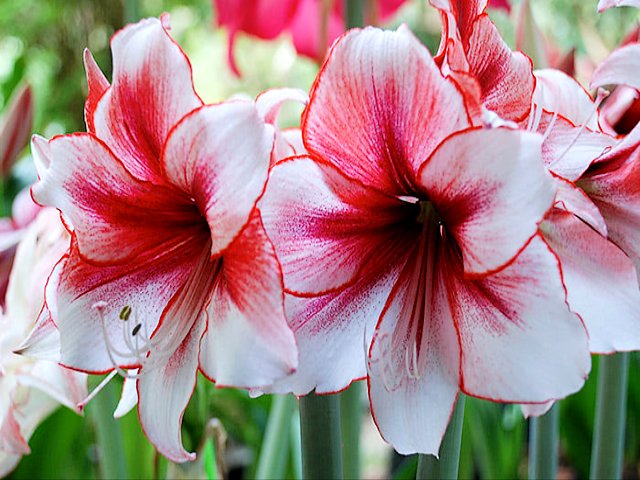 Amaryllis Flowers Puzzle Spiel 