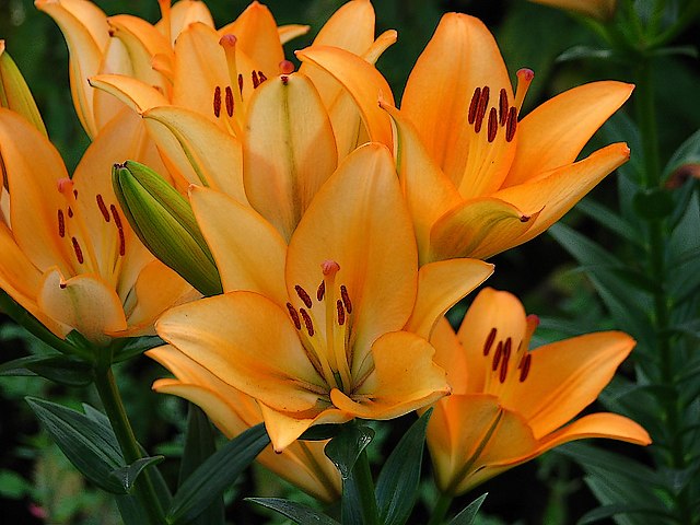 Asiatic Liliy Royal Trinity puzzle game 