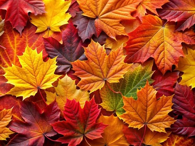 Autumn Leaves Carpet Puzzle Spiel 