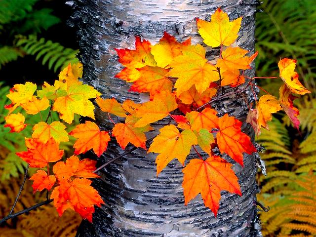 Autumn Maple Branch Wallpaper puzzle game 