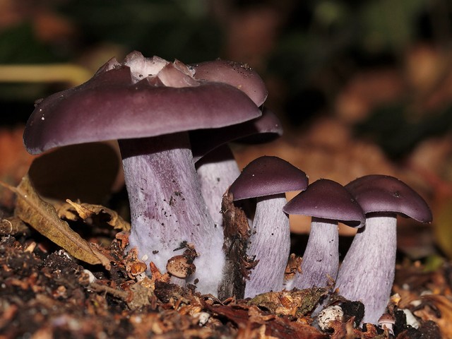 Blewits Clitocybe Nuda - These fresh purple specimens of Blewits, known as Clitocybe nuda or Lepista nuda, are edible and tasty mushrooms,  which grow abundantly in the autumn till winter, when the nights are getting cold, in coniferous and deciduous forests in the lowlands and the mountains. They are found also in orchards and parks, places with compost such as grass clippings, wood chips and wood waste. They have a nice fairly strong flavor that can be described as blewit-flavored. But beware, there are alikes! The inedible blue Cortinarius mushrooms in the woods look like similar. Clitocybe nuda has been cultivated in Britain, the Netherlands and France. - , Blewits, Clitocybe, Nuda, flowers, flower, food, foods, fresh, purple, specimens, specimen, Lepista, edible, tasty, mushrooms, mushroom, autumn, winter, nights, night, cold, coniferous, deciduous, forests, forest, lowlands, mountains, mountain, orchards, orchard, parks, park, places, place, compost, grass, clippings, wood, chips, waste, nice, fairly, strong, flavor, flavors, blewit, alikes, inedible, blue, Cortinarius, woods, superficially, similar, Britain, Netherlands, France - These fresh purple specimens of Blewits, known as Clitocybe nuda or Lepista nuda, are edible and tasty mushrooms,  which grow abundantly in the autumn till winter, when the nights are getting cold, in coniferous and deciduous forests in the lowlands and the mountains. They are found also in orchards and parks, places with compost such as grass clippings, wood chips and wood waste. They have a nice fairly strong flavor that can be described as blewit-flavored. But beware, there are alikes! The inedible blue Cortinarius mushrooms in the woods look like similar. Clitocybe nuda has been cultivated in Britain, the Netherlands and France. Lösen Sie kostenlose Blewits Clitocybe Nuda Online Puzzle Spiele oder senden Sie Blewits Clitocybe Nuda Puzzle Spiel Gruß ecards  from puzzles-games.eu.. Blewits Clitocybe Nuda puzzle, Rätsel, puzzles, Puzzle Spiele, puzzles-games.eu, puzzle games, Online Puzzle Spiele, kostenlose Puzzle Spiele, kostenlose Online Puzzle Spiele, Blewits Clitocybe Nuda kostenlose Puzzle Spiel, Blewits Clitocybe Nuda Online Puzzle Spiel, jigsaw puzzles, Blewits Clitocybe Nuda jigsaw puzzle, jigsaw puzzle games, jigsaw puzzles games, Blewits Clitocybe Nuda Puzzle Spiel ecard, Puzzles Spiele ecards, Blewits Clitocybe Nuda Puzzle Spiel Gruß ecards