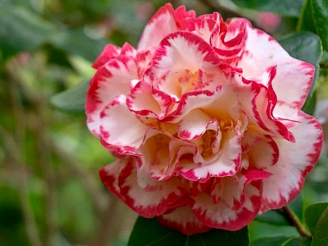 Camellia Japonica Margaret Davis пазл игру 