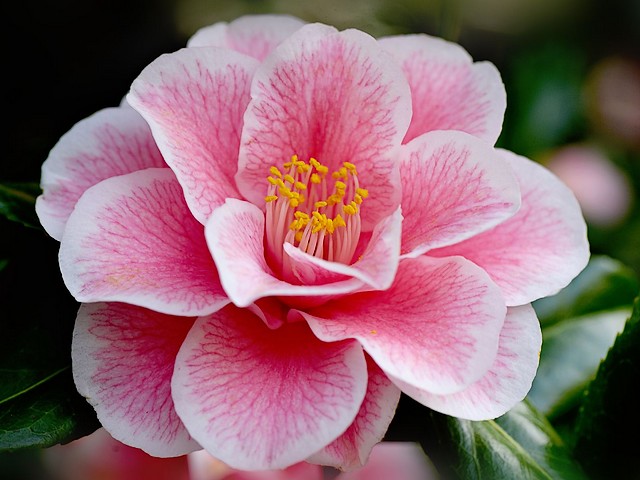 Camellia Yours Truly пазл игру 