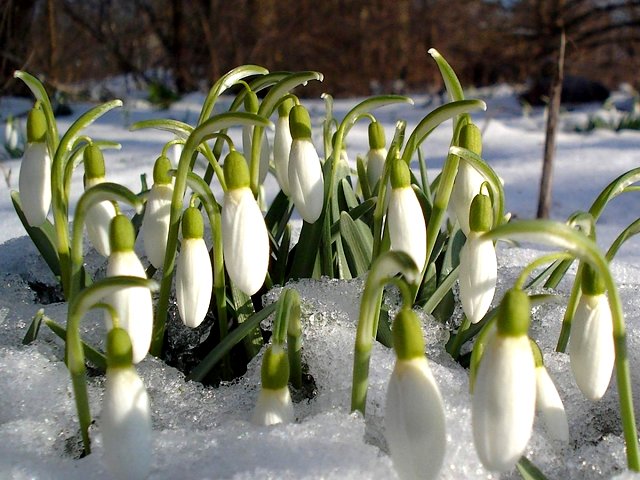 Common Snowdrops Puzzle Spiel 