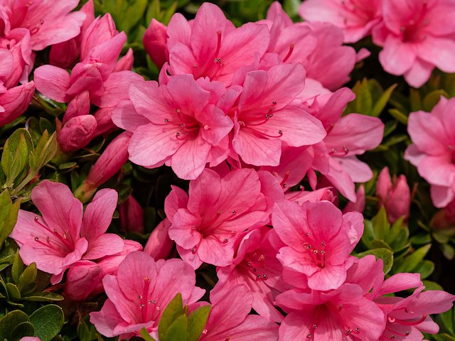 Evergreen Azalea Champion Pink juego de puzzle 