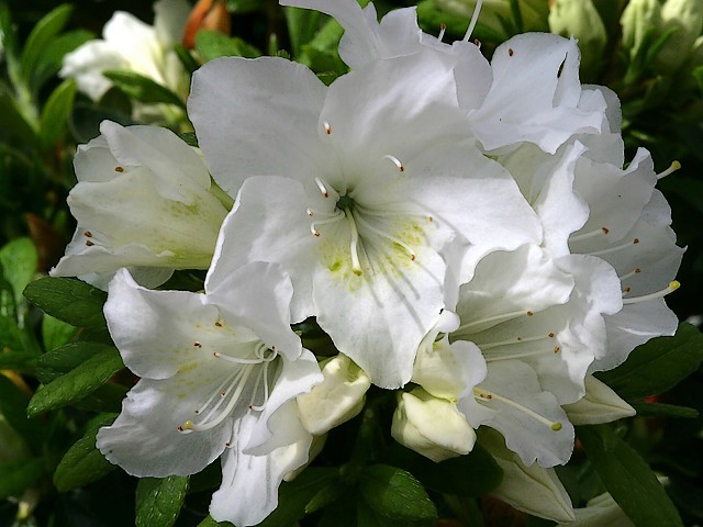 Evergreen Azalea Pleasant White пъзел игра 