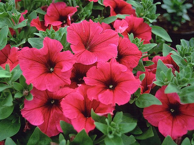 Petunia Flowers juego de puzzle 