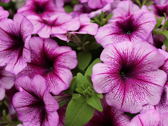 Petunia Supertunia Bordeaux пъзел игра 