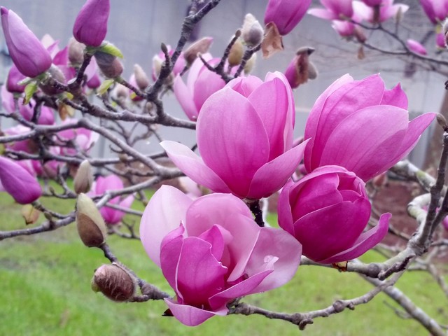 Saucer Magnolias пазл игру 