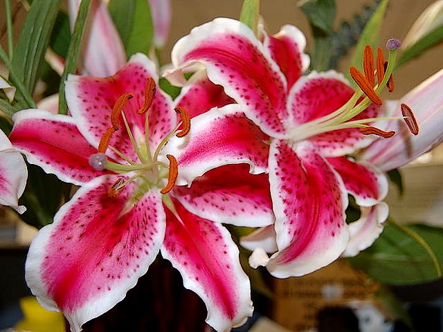Stargazer Lilies juego de puzzle 
