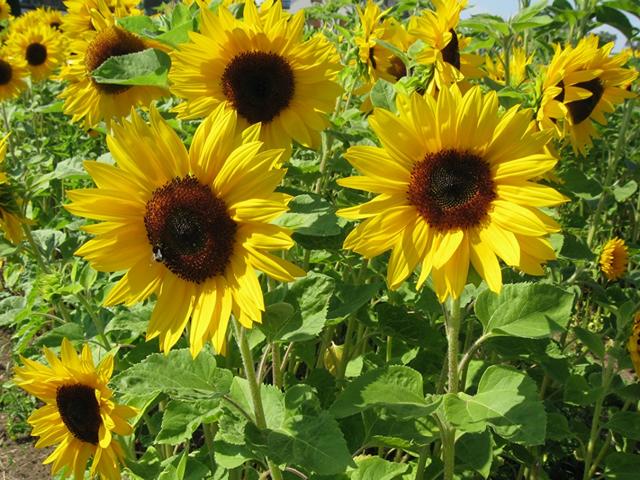 Sunflowers пазл игру 