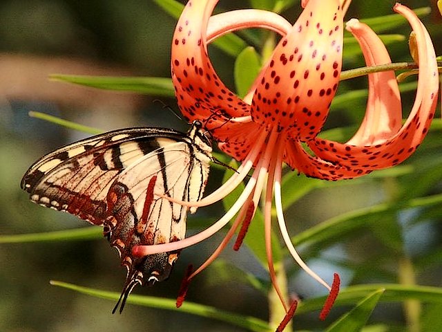 Tiger Lily Flower Puzzle Spiel 