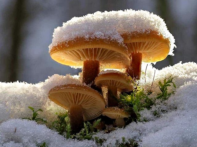 Winter Mushrooms puzzle game 