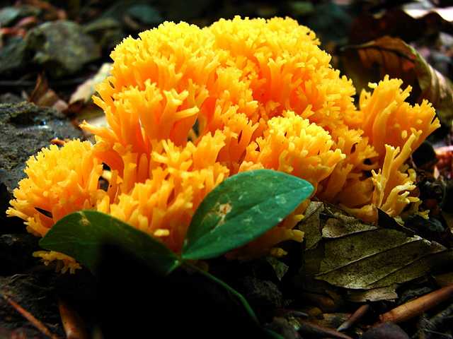 Yellow Coral Mushrooms in Yedigoller National Park Bolu Turkey - Brightly colored yellow mushroom of genus Ramaria, with an intricately branched cluster as a coral, in the Yedigoller National Park, situated in the north of the Bolu province, western Black Sea region, Turkey, known with the lakes formed by landslides and plant cover by deciduous and coniferous woods. The genus Ramaria comprises approximately 200 species of coral mushrooms, several of which are edible, though they may be confused with the mildly poisonous species, causing nausea, vomiting and diarrhoea. - , yellow, coral, corals, mushrooms, mushroom, Yedigoller, National, park, parks, Bolu, Turkey, flowers, flower, nature, natures, travel, travel, trip, trips, tour, tours, brightly, colored, genus, genuses, Ramaria, intricately, branched, cluster, clusters, north, province, provinces, western, Black, Sea, seas, region, regions, lakes, lake, landslides, landslide, plant, cover, covers, deciduous, coniferous, woods, wood, species, specie, edible, mildly, poisonous, nausea, vomiting, diarrhoea - Brightly colored yellow mushroom of genus Ramaria, with an intricately branched cluster as a coral, in the Yedigoller National Park, situated in the north of the Bolu province, western Black Sea region, Turkey, known with the lakes formed by landslides and plant cover by deciduous and coniferous woods. The genus Ramaria comprises approximately 200 species of coral mushrooms, several of which are edible, though they may be confused with the mildly poisonous species, causing nausea, vomiting and diarrhoea. Подреждайте безплатни онлайн Yellow Coral Mushrooms in Yedigoller National Park Bolu Turkey пъзел игри или изпратете Yellow Coral Mushrooms in Yedigoller National Park Bolu Turkey пъзел игра поздравителна картичка  от puzzles-games.eu.. Yellow Coral Mushrooms in Yedigoller National Park Bolu Turkey пъзел, пъзели, пъзели игри, puzzles-games.eu, пъзел игри, online пъзел игри, free пъзел игри, free online пъзел игри, Yellow Coral Mushrooms in Yedigoller National Park Bolu Turkey free пъзел игра, Yellow Coral Mushrooms in Yedigoller National Park Bolu Turkey online пъзел игра, jigsaw puzzles, Yellow Coral Mushrooms in Yedigoller National Park Bolu Turkey jigsaw puzzle, jigsaw puzzle games, jigsaw puzzles games, Yellow Coral Mushrooms in Yedigoller National Park Bolu Turkey пъзел игра картичка, пъзели игри картички, Yellow Coral Mushrooms in Yedigoller National Park Bolu Turkey пъзел игра поздравителна картичка